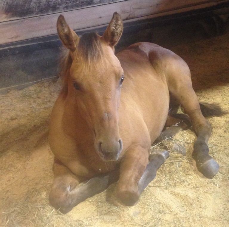 Picture of a brown foal resting in a stable