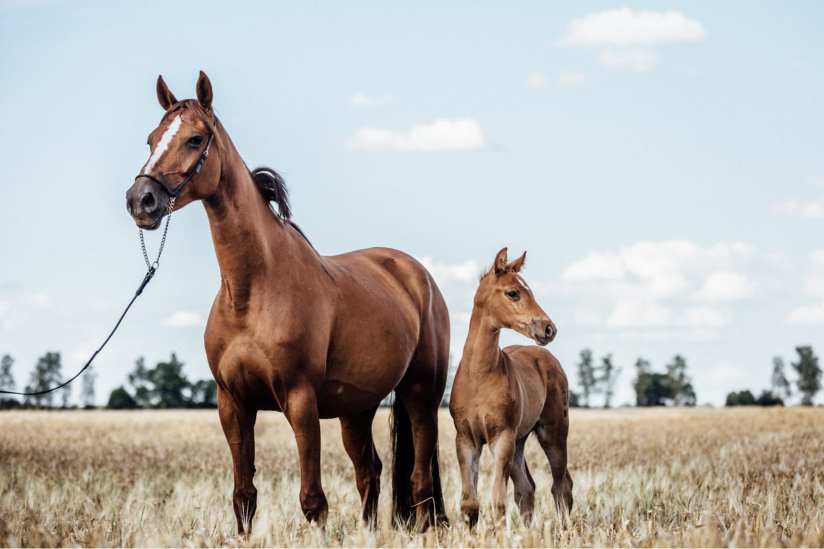 A brown horse and it's foal outdoors in the fields
