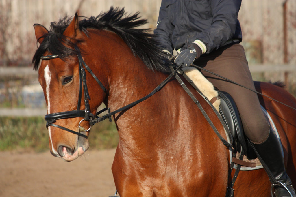 Picture of a brown horse being ridden by a person
